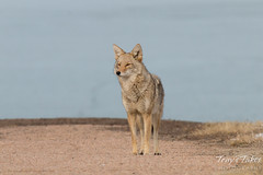 Watchful female Coyote