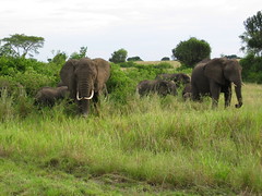 Elephants Uganda
