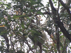 Koala up the Tree