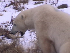 Polar Bear Churchill 7