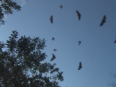 Flying Foxes Colombo