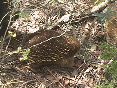 Echidna on the Move