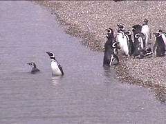 Magellanic Penguins Going to Work