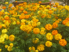 Tet Flowers in Hoi An