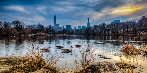Central Park Geese