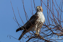 Posing Red Tailed Hawk