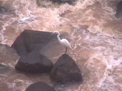 Egret at Bottom of the Falls