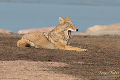 Female coyote yawns