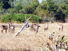 Waterbuck with Targets on Their Backs