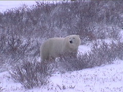 Polar Bear 14