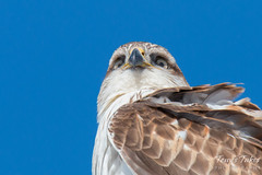Ferruginous Hawk Closeup