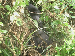 Gorillas in Bwindi Forest