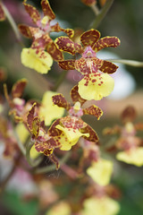 Speckled yellow orchids