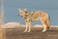 Female coyote keeps watch