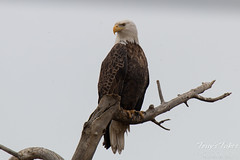 Bald Eagle poses, surveys the landscape