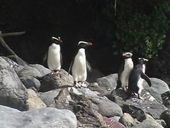 Tawaki Penguins Near Lake Moeraki