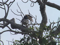 Hornbill Yala