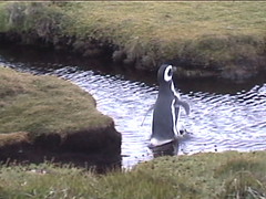 Penguin Walking on Water