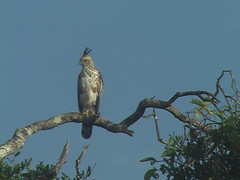 Eagle in Sri lanka