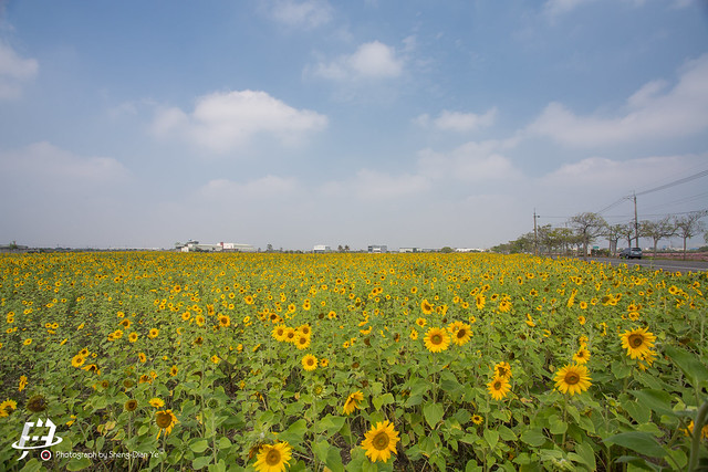 台南安定花海空拍