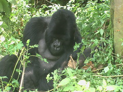 Male Silverback Gorilla