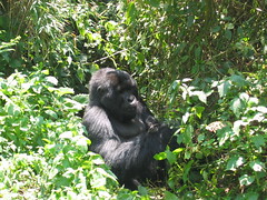 Gorilla At Rest