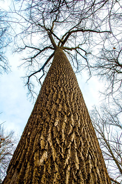 Wesselman Woods Nature Preserve - January 5, 2015