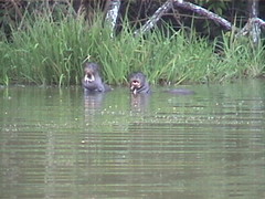 River Otters in the Ox Bow