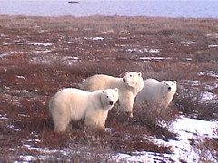 Three Polar Bears