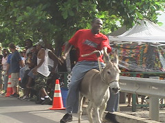 Carrot Bay Donkey Races