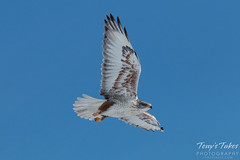 Fabulous Ferruginous Hawk takes flight
