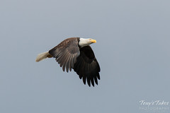 Majestic Bald Eagle flybys