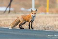 Why did the fox cross the road?