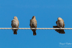 Female Red-Winged Blackbirds entertain on a wire