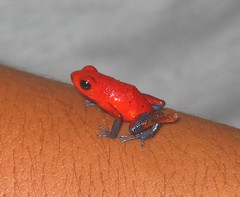 Red Poison Dart Frog on My Arm