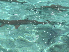 Shark Swimming Away