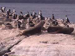 Birds and Sea Lions