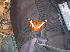 Orange Butterfly Laos