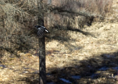 Woodpecker in flight 2 • <a style="font-size:0.8em;" href="http://www.flickr.com/photos/30765416@N06/16285879264/" target="_blank">View on Flickr</a>