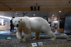 Polar bear in the museum • <a style="font-size:0.8em;" href="http://www.flickr.com/photos/124687412@N06/16706926434/" target="_blank">View on Flickr</a>