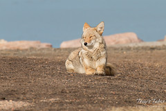 Female coyote relaxes in the morning sun