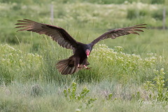Turkey Vulture comes in for a landing