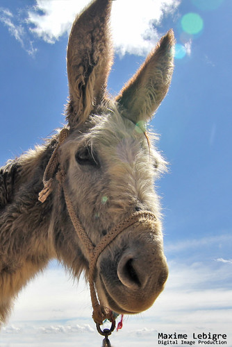 Donkey in the sky - Bolivia