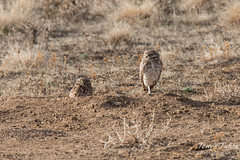 One Burrowing Owl keeps watch, the other naps