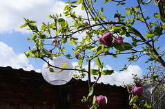 Și, bineînțeles, magnolia