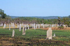 Magnetic Termite Mounds 2