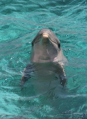Anglų lietuvių žodynas. Žodis dolphin reiškia n delfinas lietuviškai.