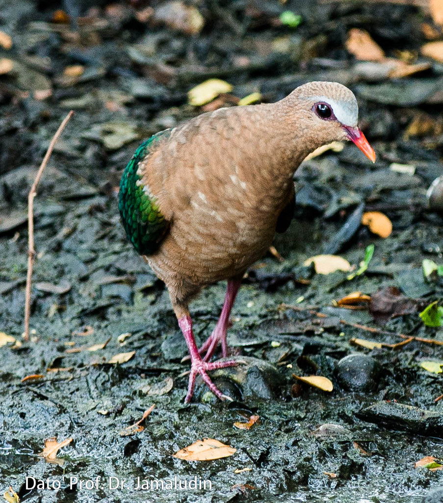 The World S Most Recently Posted Photos Of Burung And Gajah