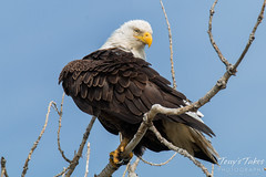 Bald Eagle preens itself