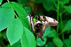 The tailed jay
